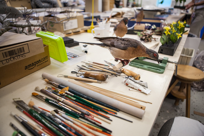 Final touches are added to a passenger pigeon by the ROM exhibit prep team. Photo by Vincent Luk A stuffed passenger pigeon specimen sits on a prep table in the ROM awaiting final touches before being added to the special exhibit