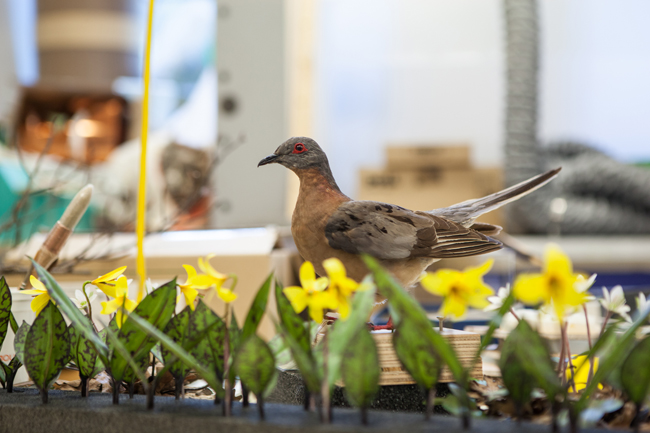 The extinct Passenger Pigeon taxidermy specimen sits behind Trout Lily flowers made by ROM Exhibit Artist Georgia Guenther