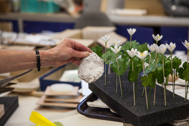 ROM Exhibit Artist Georgia Guenther holds up a mold for a bloodroot wildflower leaf in front of a collection of finished model flowers