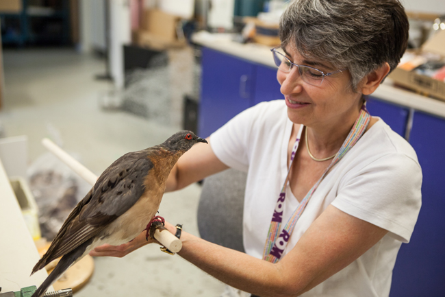 ROM Exhibit Artist Georgia prepares a Passenger Pigeon (Ectopistes migratorius) for the upcoming show.