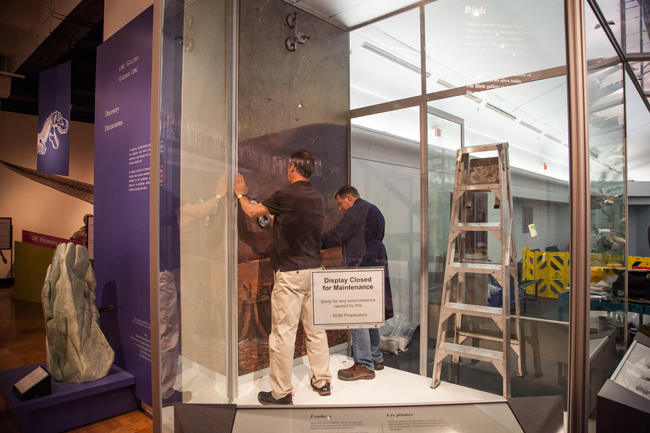 the newly-restored backdrop is installed into the Empty Skies passenger pigeon exhibit by ROM exhibit technicians