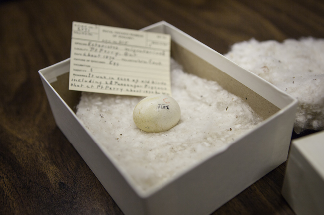 a passenger pigeon egg sits in a box, with a ROM collections tag behind it which describes where it was found, by whom, and when