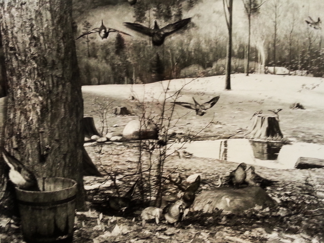 a black and white image of the passenger pigeon diorama that was at the ROM from 1935-1981
