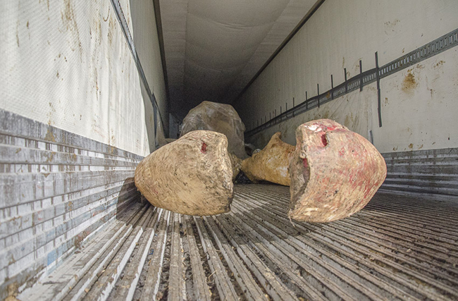 Whale bones are loaded in trucks to be transported to Research Casting International in Trenton, Ontario, where they will be composted, cleaned and prepared for mounting. Photo by Jacqueline C. Waters