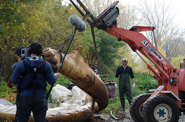 Bones from the whale are being moved into the compost using forklifts and tractors. Photo by Justine DiCesare