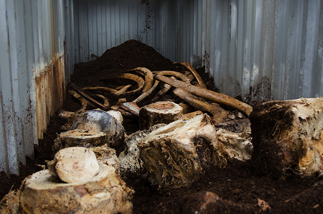 Whale bones lying in manure compost, where they will remain for over a year in order for all remaining flesh and skin to be broken down by enzymes and bacteria. Photo by Justine DiCesare