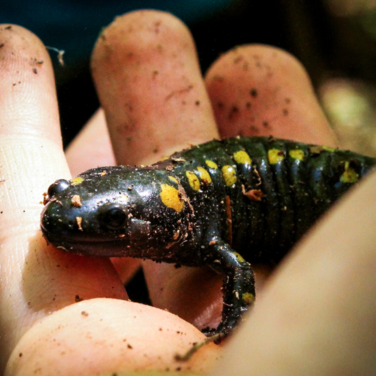 a spotted salamander sits in a bioblitz participant's hand and looks at the camera