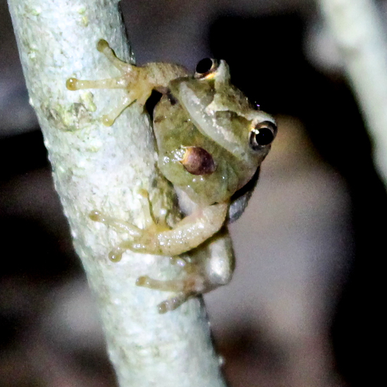 A spring peeper frog clings to a tree branch while looking at the camera