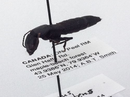 closeup of pinned rove beetle specimen collected during the 2014 Ontario BioBlitz
