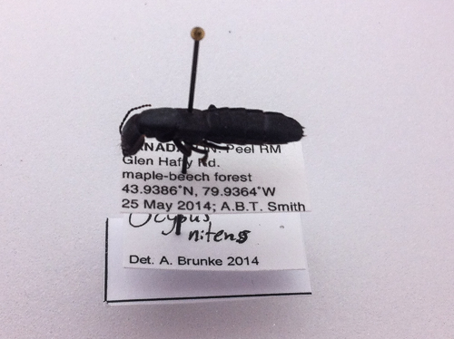A closeup photo of a pinned rove beetle specimen collected during the 2014 Ontario BioBlitz. Photo courtesy of Antonia Guidotti