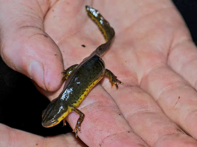 an eastern newt walks across the outstretched palm of a scientist's hand during the 2014 ontario bioblitz