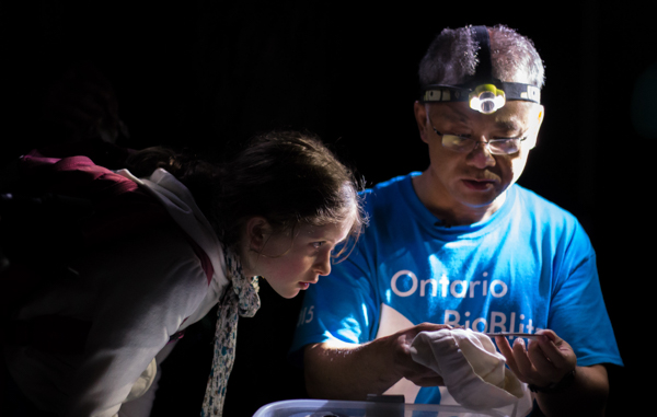 A budding naturalist and BioBlitz participant gets a closer look as Burton measures a bat. Photo by Kendra Marjerrison