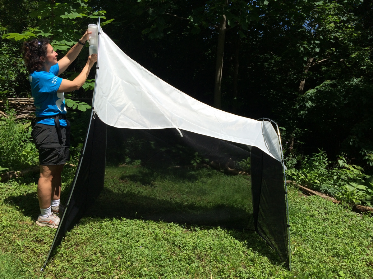 Antonia Guidotti setting up a Malaise trap to collect insects. Photo Mason Walton.