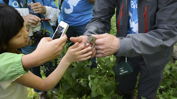 Le guide montre à une petite fille un des crapauds qu’il a trouvé dans les buissons. Photo: Anne-Sophie Blanc