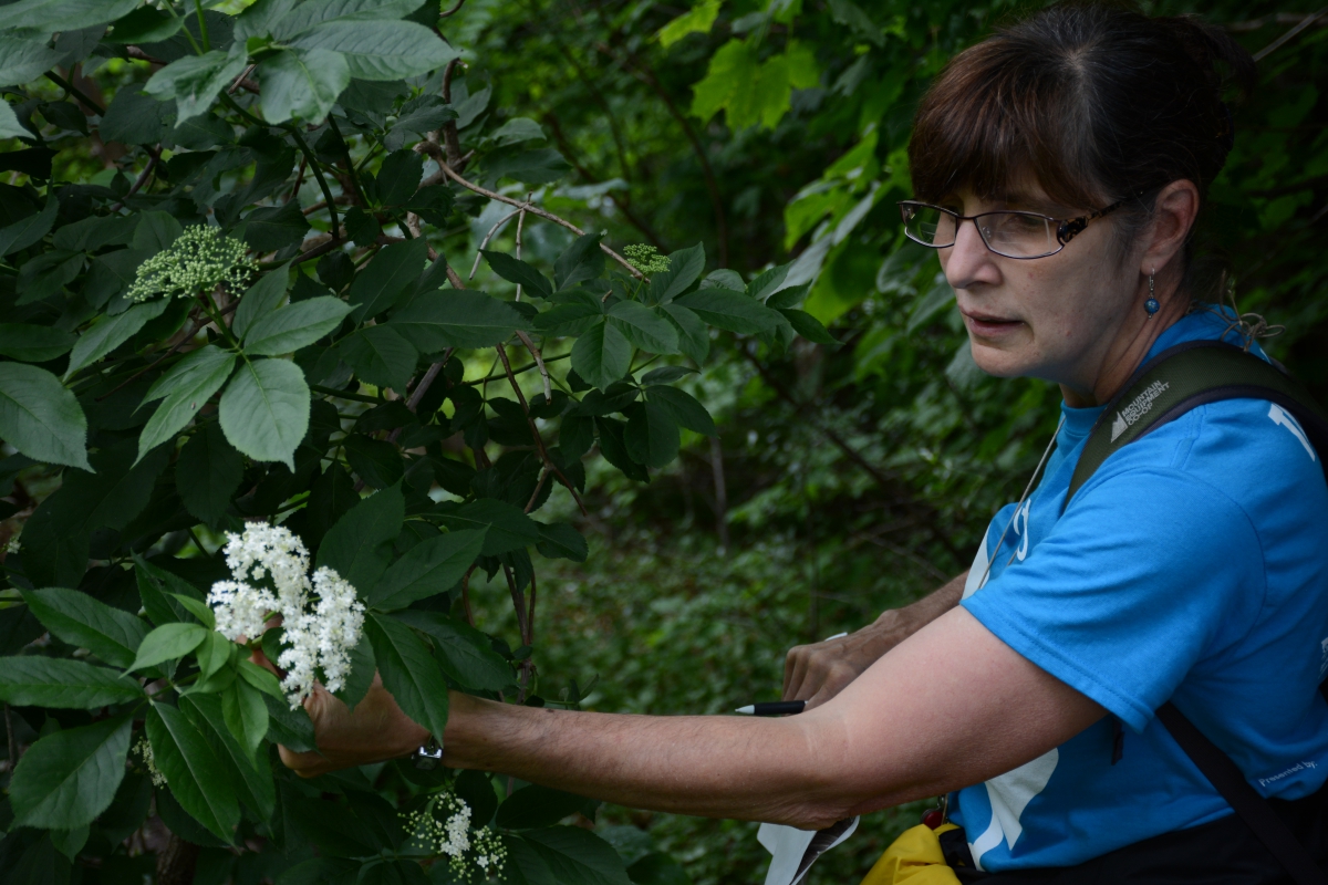 Deb Metsger identifying plants at Earl Bales Park. Photo Matthew Wilder.