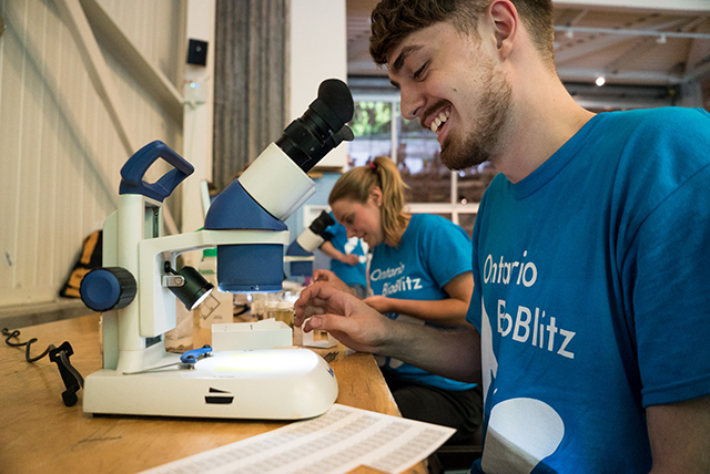 Roegan uses a microscope to take a closer look at some aquatic insects collected during the Ontario BioBlitz while at the species depot. Photo by Stacey Lee Kerr