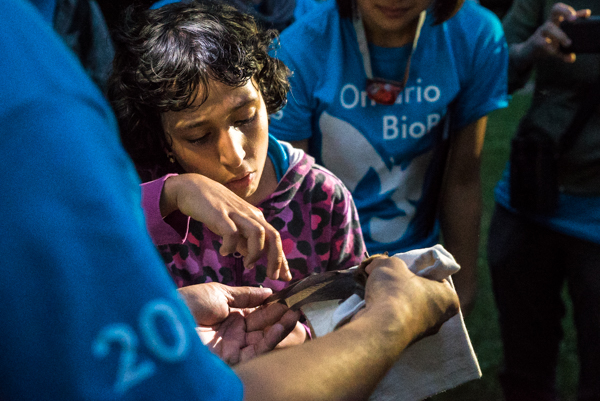 A young bioblitz participant gently touches the wing of a big brown bat being held for closer examination by ROM mammalogist Burton Lim. Photo by Stacey Lee Kerr