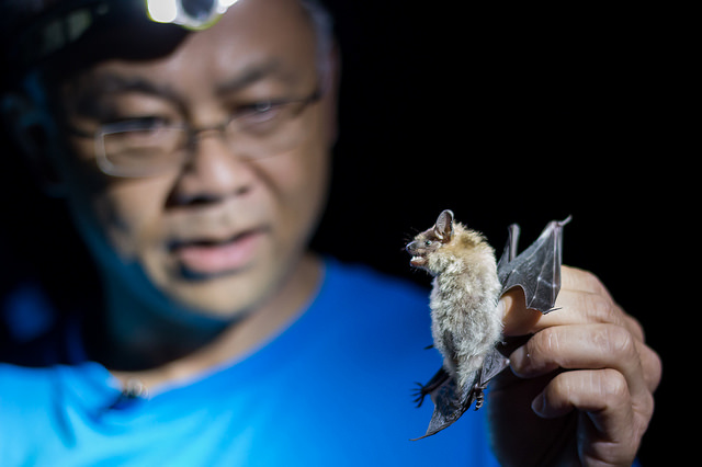 ROM mammalogist Burton Lim holds up a bat carefully in his hand to show a group of bioblitz participants. Photo by Kendra Marjerrison