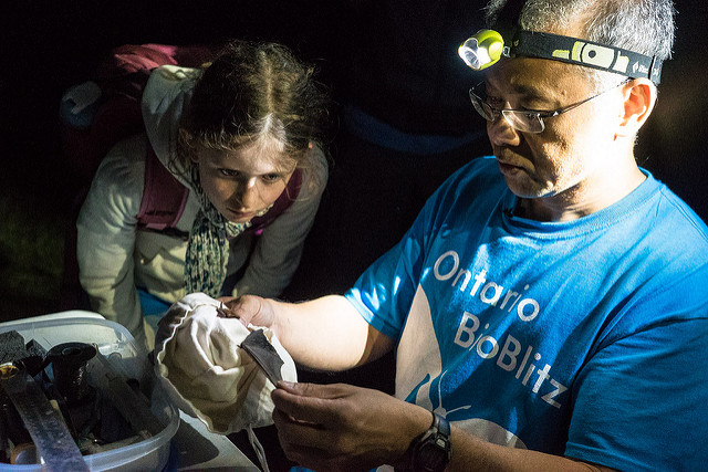 “The wings are much more fragile than I realized” - Saskia, who leans in to look at a bat's wing as Burton stretches it out to measure it during the 2015 Ontario Bioblitz. Photo by Stacey Lee Kerr