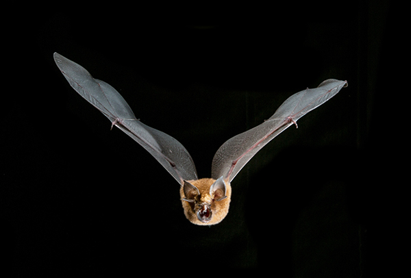 A Rufous Horseshoe Bat, (Rhinolophus rouxi) in flight, found in the Knuckles Mountain Range.  Credit: Vincent Luk