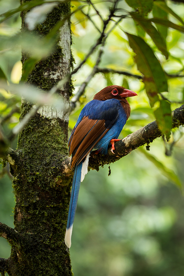 Blue Magpie (Urocissa ornate), a bird species that is endemic to Sri Lanka. Credit: Vincent Luk