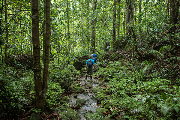 Dr. Burton Lim and crew searching for ideal locations for catching bats in the Sinharaja rainforest. Credit: Vincent Luk