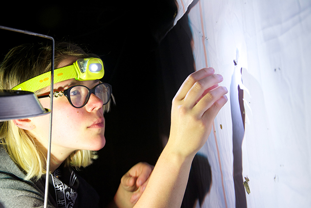 Young invertebrate biologist Danielle examines a moth that has been attracted to a light trap during the Ontario BioBlitz. Photo by Fatima Ali