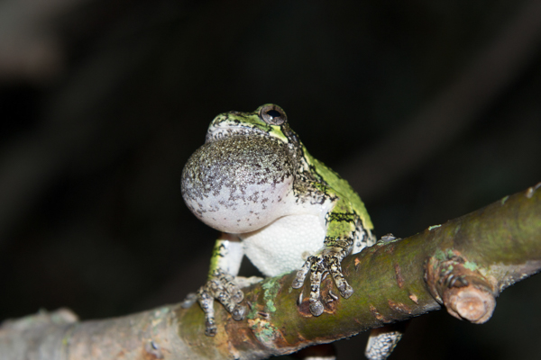 Gray treefrog (Hyla versicolor) on a tree branch during the 2015 Ontario Bioblitz. Photo by Sean de Francia