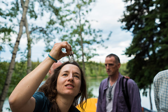 Carmacks BioBlitz organizer Lucy Johanson takes a closer look at a bee specimen at base camp. The photo was taken just before 10pm. Photo by Stacey Lee Kerr