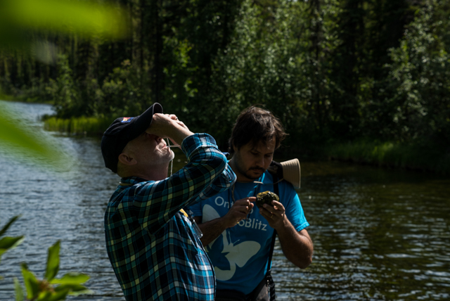 ROM Senior Curator of Entomology Doug Currie and Post-Doc student Mateus Pepinelli find some black fly eggs and larvae. Photo by Stacey Lee Kerr