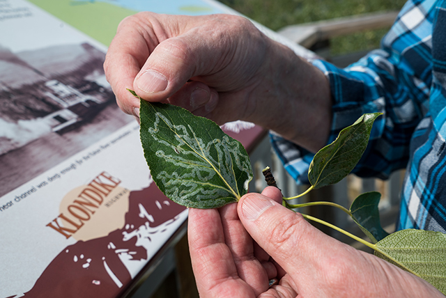 An increasingly common sight on the leaves of trembling aspens all around Carmacks were the trails left by infestations of aspen leaf miner larvae, which feed on the chlorophyll. Photo by Stacey Lee Kerr