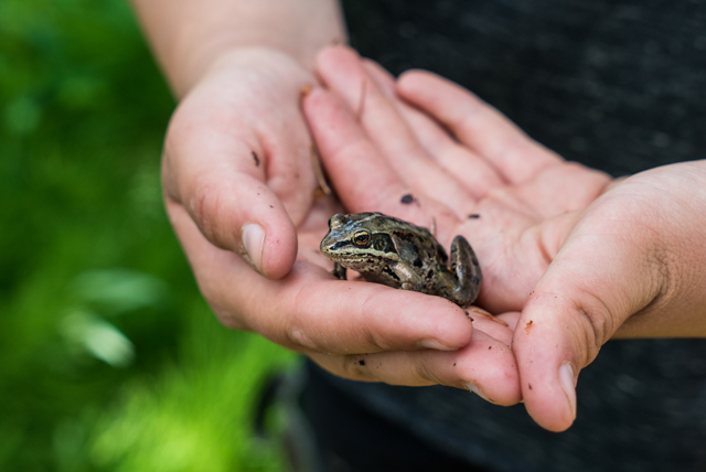 The wood frog is the northernmost frog species in North America, and the only amphibian in the Carmacks region. Photo by Stacey Lee Kerr