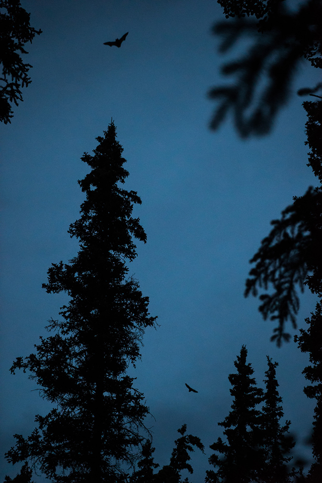 Little brown bats (Myotis lucifugus) fly around the Coalmine Campground eating up the insects during the twilight hours around 1am. Photo by Stacey Lee Kerr