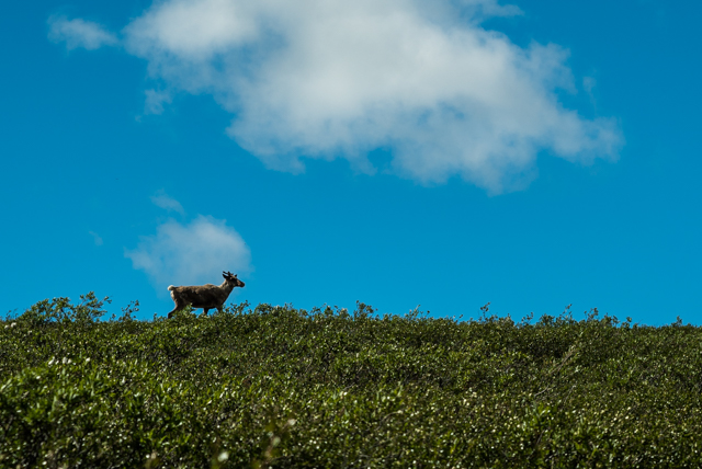 A lone caribou we spotted running across a ridge in the Dawson Range during our trek up into the mountains of unglaciated Beringia. Photo by Stacey Lee Kerr