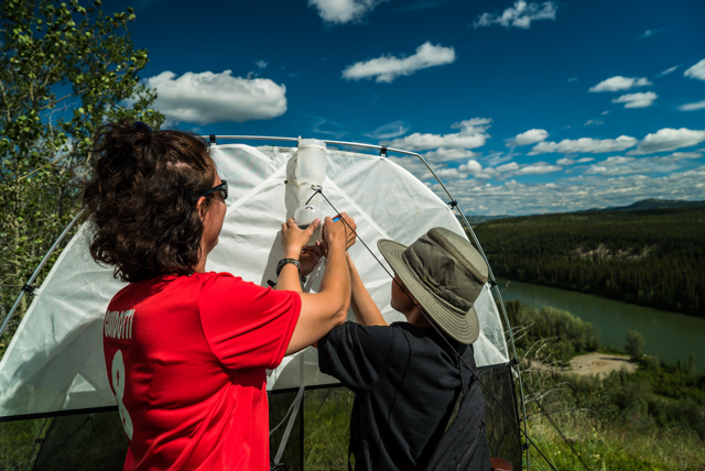 ROM Entomology technician Antonia Guidotti checks the malaise trap with her son Colin that she set to capture flying insects the day before. Photo by Stacey Lee Kerr