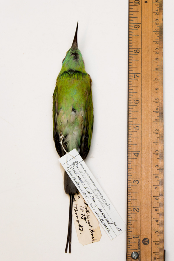 A beautiful blue-throated bee-eater bird with vibrant green feathers and a long pointed beak, collected in India in 1875. Photo by Filip Szafirowski