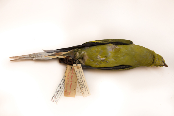 A photo of the preserved skin and feathers from a bird in the ROM Collections. The number of tags on this pin-tailed green pigeon indicates how many times it has traded hands since it was first collected in India in 1904. Photo by Filip Szafirowski