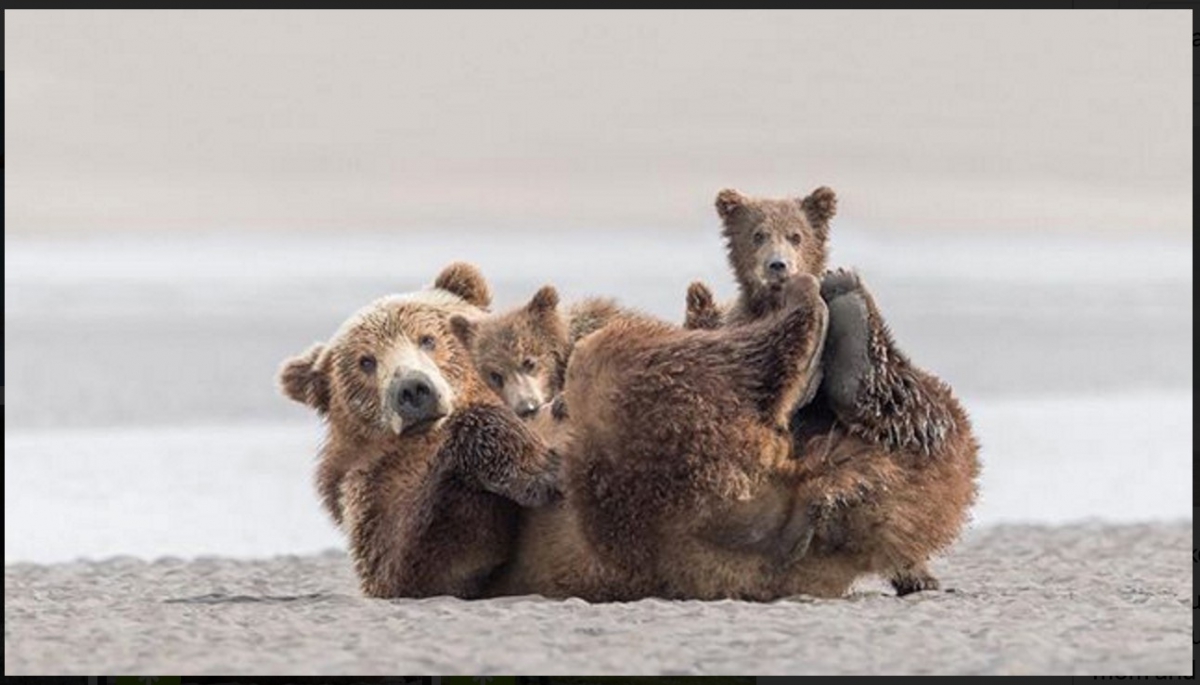 Mother bear resting on her back with two cubs