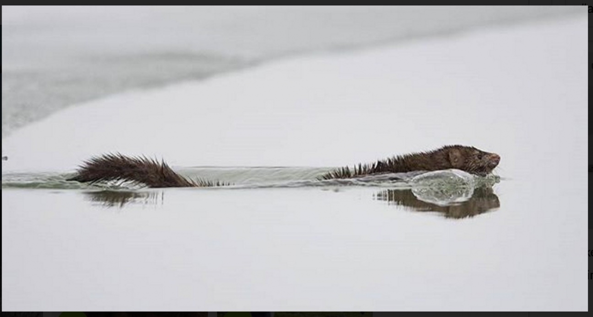 Mink swimming in water