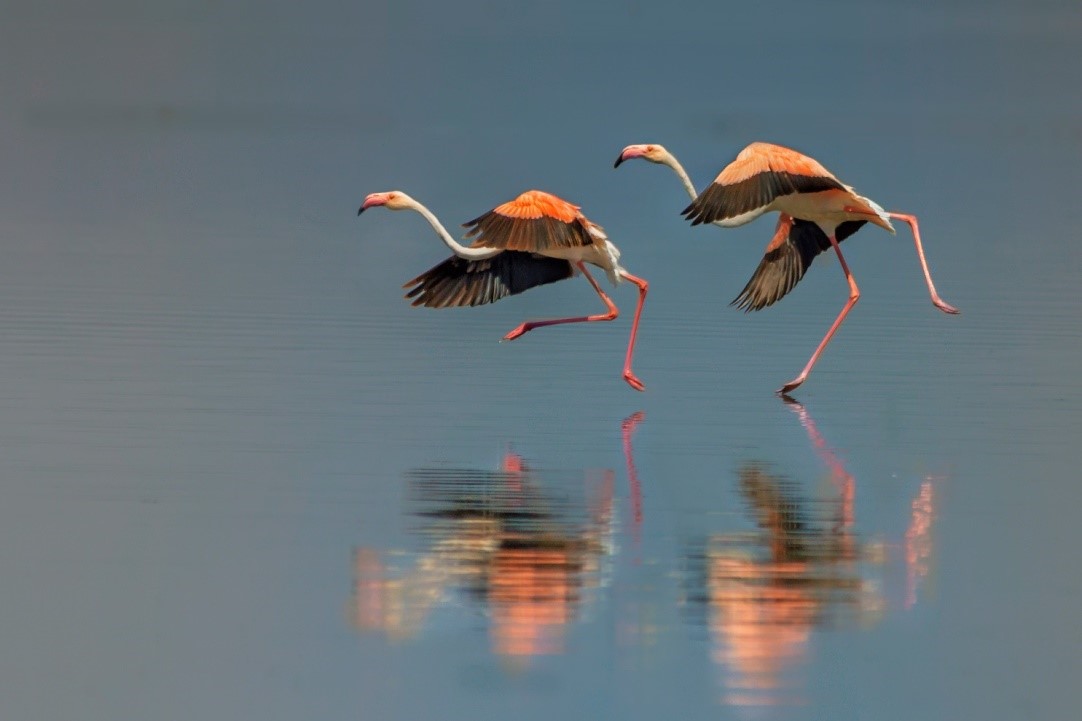 Two flamingos landing over water