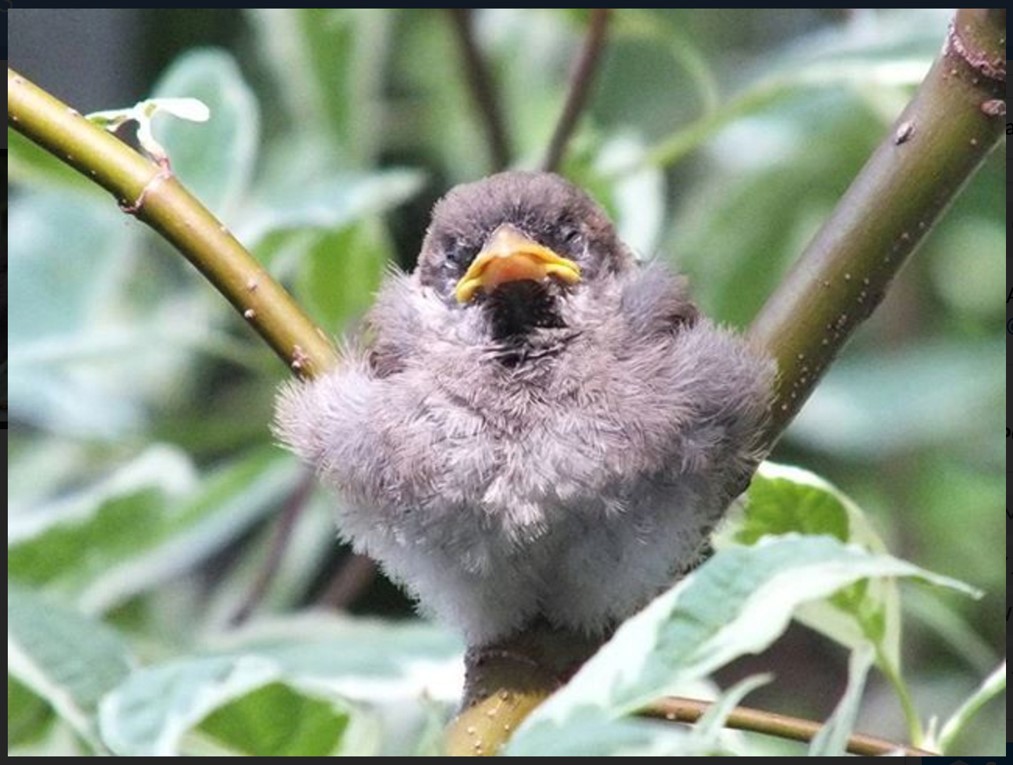Photo of a baby bird in a tree