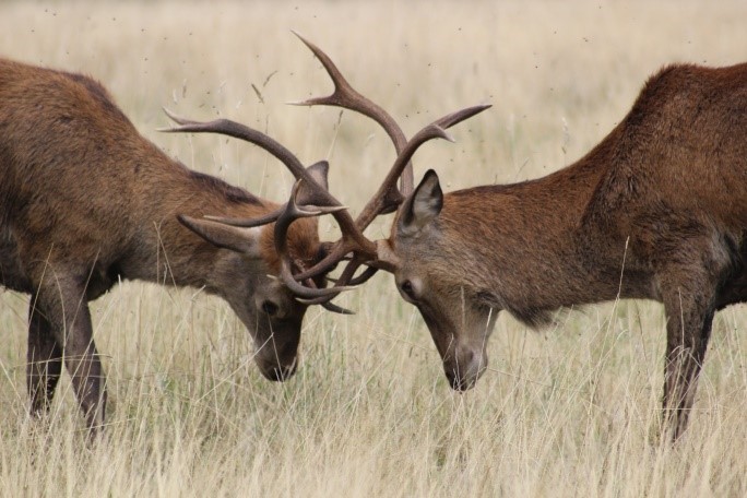 Two deer butting heads.