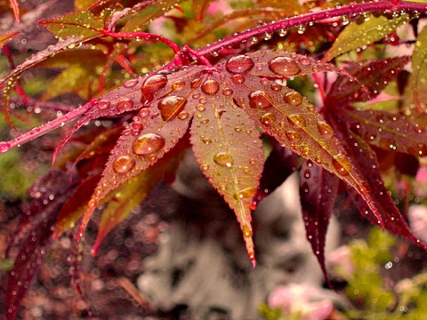 Close up of leaves after a rain fall.