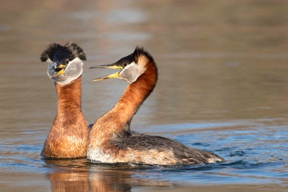 Two bird swimming in water.