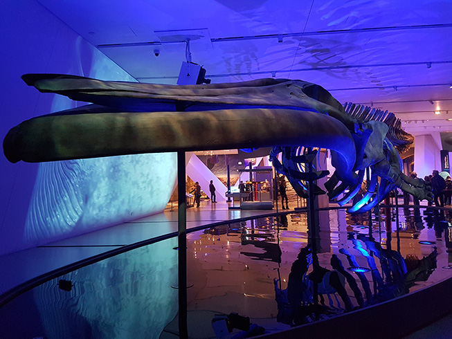 Out of the Depths: The Blue Whale Story is an awe-inspiring exhibition.