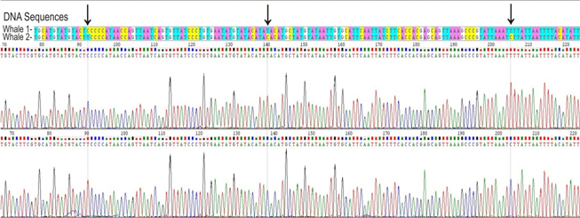 Comparing two different blue whale DNA sequences. Image courtesy of Oliver Haddrath