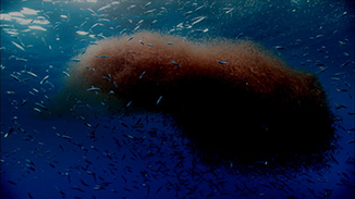 Photo of krill swarm in colour - how human eyes see it. Image courtesy of Oliver Haddrath