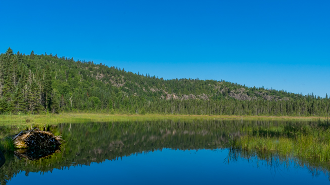A view of the boreal woodland and marsh landscape of the Big Trout Bay Nature Reserve in Northern Ontario. Photo by Adil Darvesh