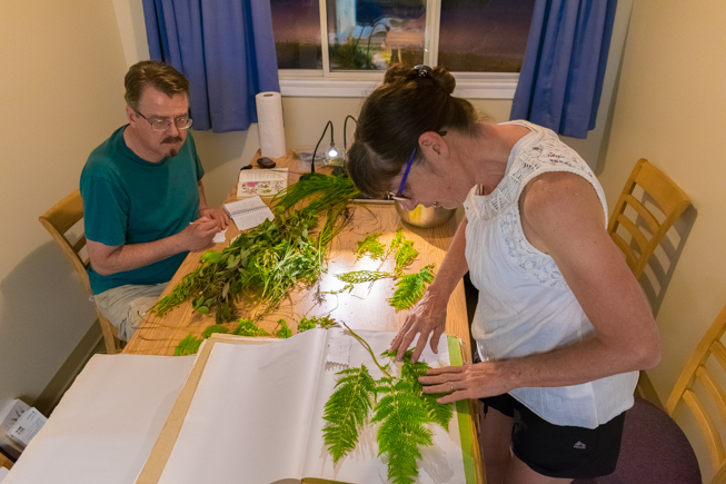 Kevin Seymour, Assistant Curator in Vertebrate Paleontology works with Deborah Metsger, Assistant Curator of Botany to press plants in the evening. Photo by Adil Darvesh