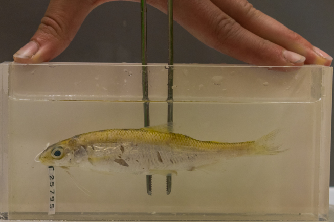The Pygmy Whitefish (Prosopium coulteri) a brand new record for the ROM fish collection! Photo by Adil Darvesh